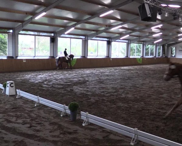 Reitturnier Dohrener Pferdetage 2017