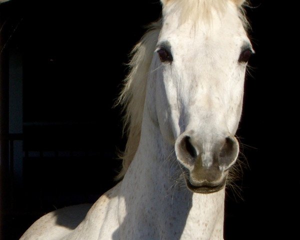 stallion Galbar ox (Arabian purebred, 1984, from Galdos ben Mors 1977 ox) stallion Galbar ox (Arabian purebred, 1984, from Galdos ben Mors 1977 ox)
