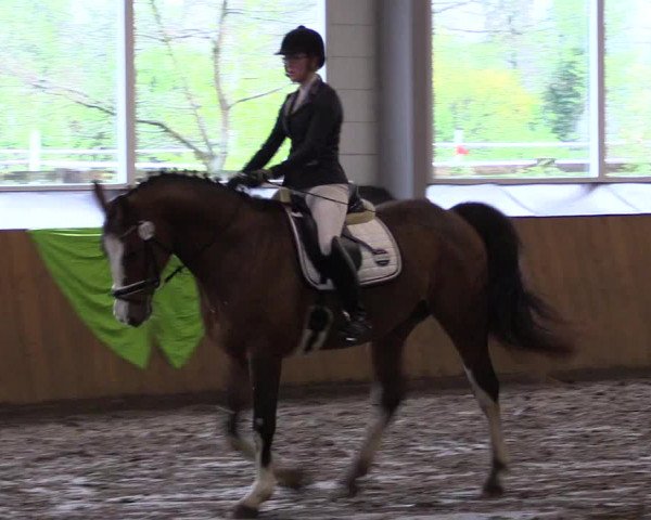 Reitturnier Dohrener Pferdetage 2017