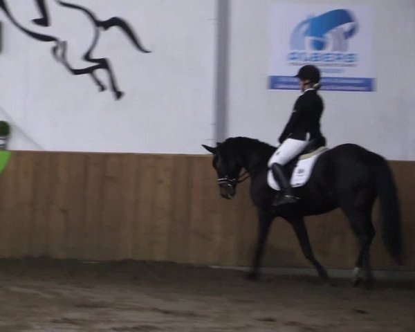 Reitturnier Dohrener Pferdetage 2017