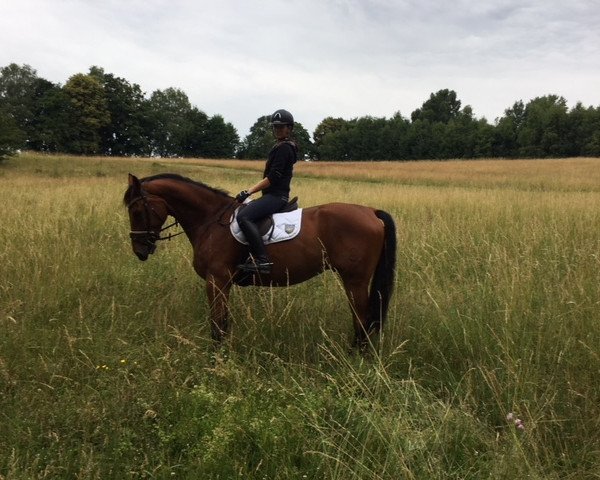 horse Chester (Oldenburg show jumper, 2012, from Check In 2)