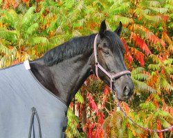 dressage horse Rosewood 7 (Westphalian, 2013, from Ricci)