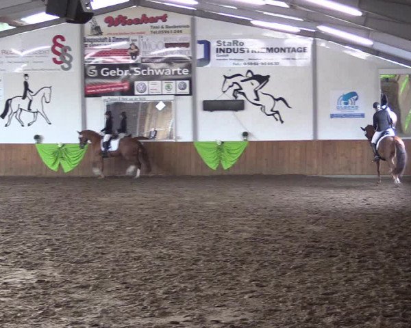 Reitturnier Dohrener Pferdetage 2017