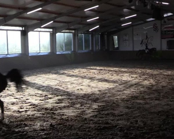Reitturnier Dohrener Pferdetage 2017