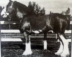 stallion Torrs Cup Winner (Clydesdale, 1990, from Torrs Bardrill Ideal)
