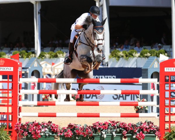 broodmare Csf Vendi Cruz (Irish Sport Horse, 2008, from Ars Vivendi) broodmare Csf Vendi Cruz (Irish Sport Horse, 2008, from Ars Vivendi)