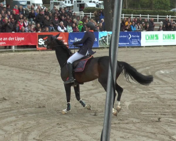 Lenklarer Reitertage 2017