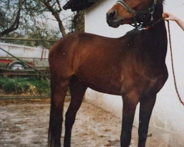 horse Apollo (German Warmblood, 1995, from Aleman)