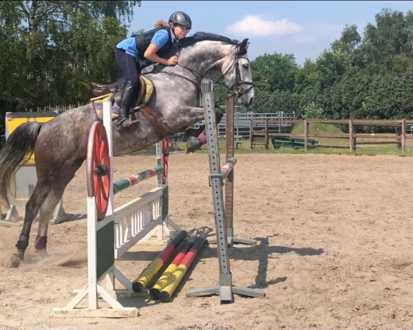 Springpferd Raya K (Deutsches Sportpferd, 2012, von Calibri)