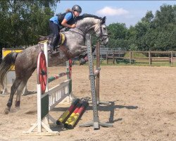 Springpferd Raya K (Deutsches Sportpferd, 2012, von Calibri)