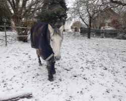 broodmare Gladdys 49 (Hanoverian, 2009, from Graf Top)