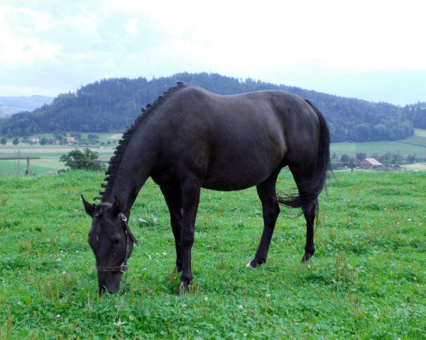 Zuchtstute Lesley (Schweizer Warmblut, 2005, von Veneur du Defey)