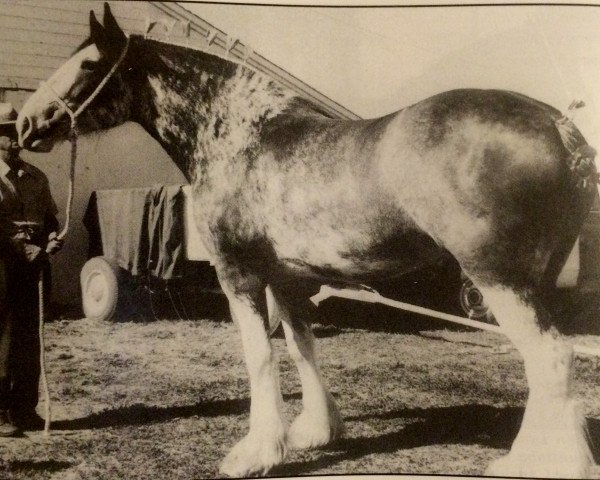 Fattrice Croydon Isabel (Clydesdale, 1968, di Commander 30630)