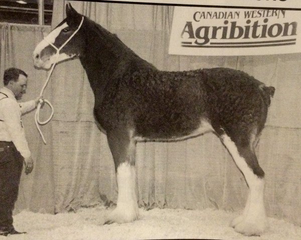 Zuchtstute Donegal Lady Iona (Clydesdale, 1992, von Ayton Perfection)