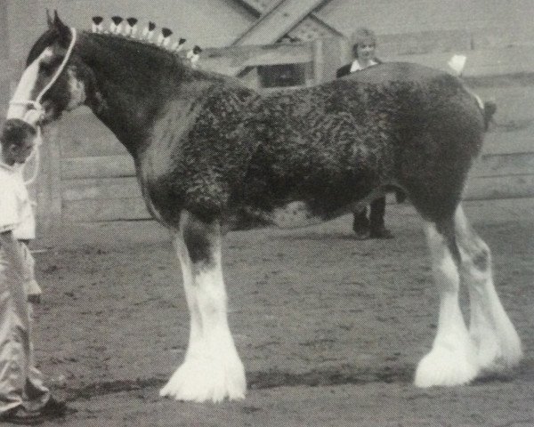 broodmare Mollinsburn Mandy (Clydesdale, 1999, from Greendykes Footprint)
