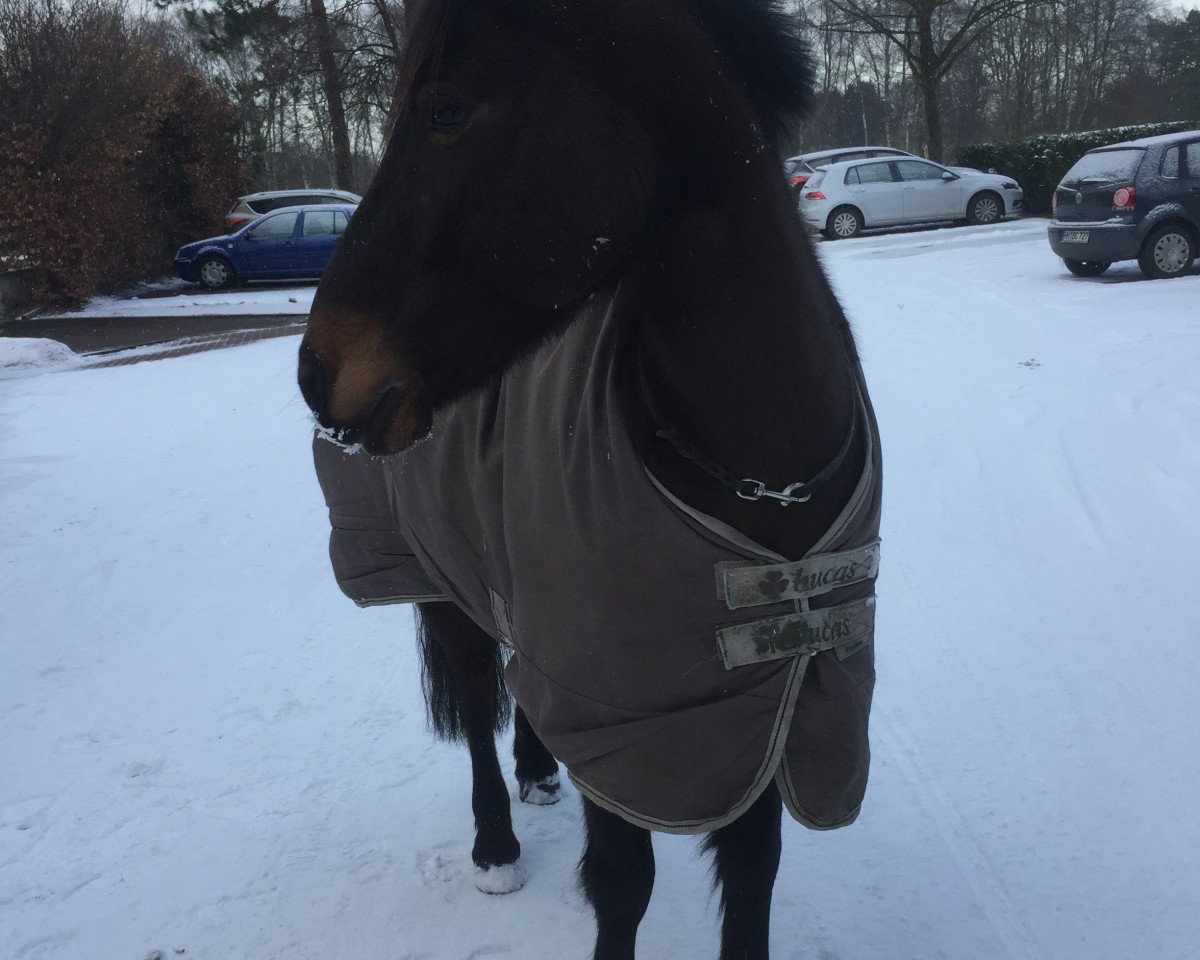 dressage horse Joschi 232 (unknown, 2004)
