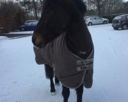 dressage horse Joschi 232 (unknown, 2004)