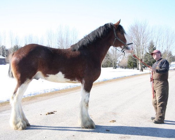 Deckhengst Alamar H.C. Waldo (Clydesdale, 2007, von Highfield Collessie) Deckhengst Alamar H.C. Waldo (Clydesdale, 2007, von Highfield Collessie)