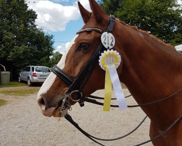dressage horse Don Carlando (Bavarian, 2009, from Don Diamond)