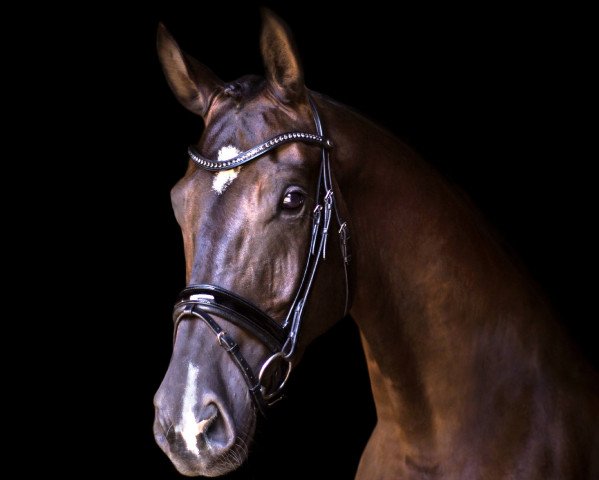 dressage horse Mister M. 11 (German Sport Horse, 2014, from E.H. Millennium)