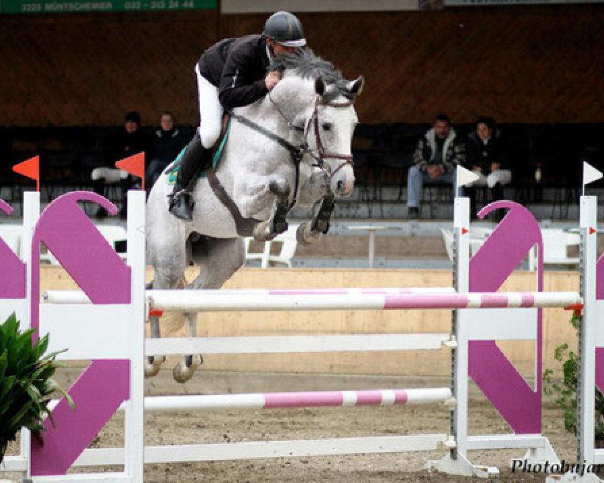Deckhengst Corassini von Gurbrü (Schweizer Warmblut, 2007, von Cassini II)