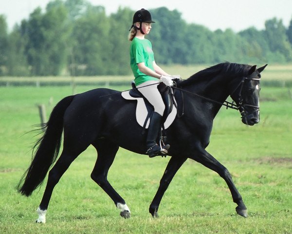 broodmare Erle (Hanoverian, 1991, from Eiger I)
