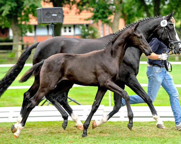 horse Valdiva (Oldenburg, 2015, from Vivaldi)