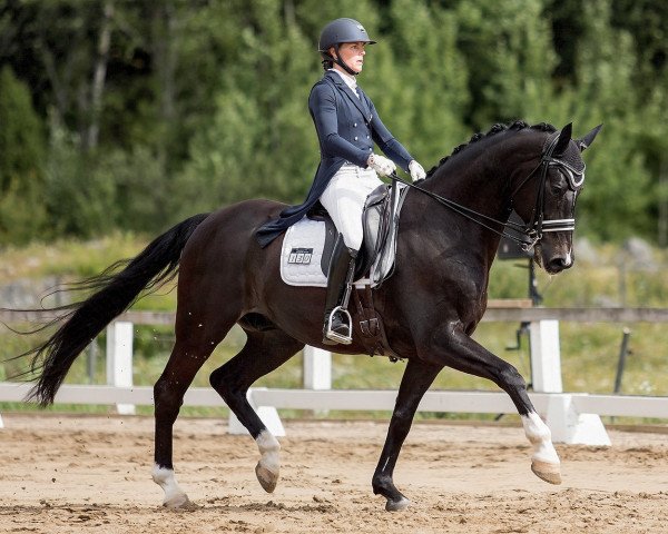 horse Robert de Niro (Hanoverian, 2008, from Sandro Hit)