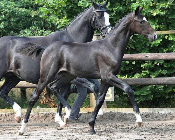 Pferd Sanfort (Hannoveraner, 2012, von Sir Donnerhall I)