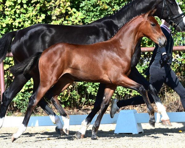 Dressurpferd Damengold (Oldenburger, 2018, von Vitalis)