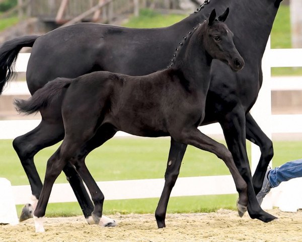 horse Top Girl (Oldenburg, 2018, from Totilas) horse Top Girl (Oldenburg, 2018, from Totilas)