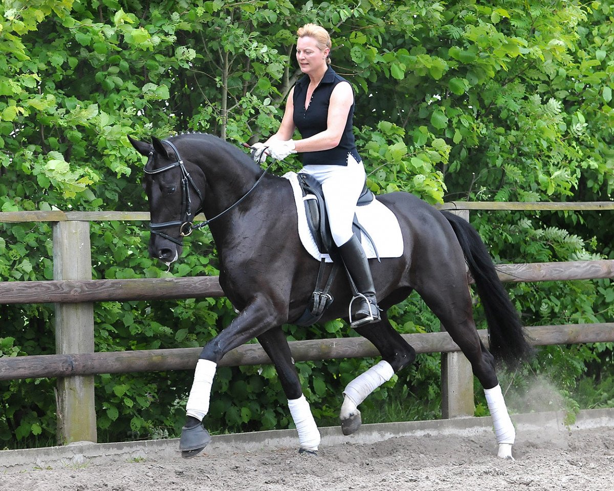 broodmare Soraya (Hanoverian, 2009, from Sandro Hit)