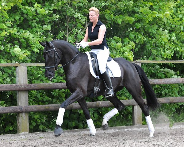 Zuchtstute Soraya (Hannoveraner, 2009, von Sandro Hit)