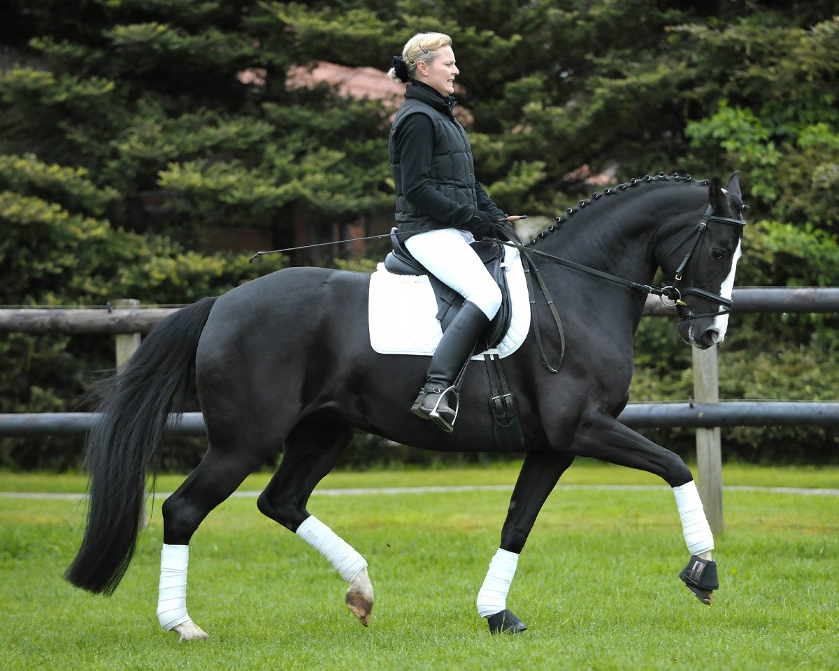 broodmare Dorle (Hanoverian, 2004, from De Niro)