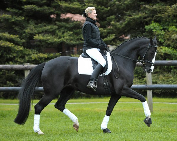 broodmare Dorle (Hanoverian, 2004, from De Niro)