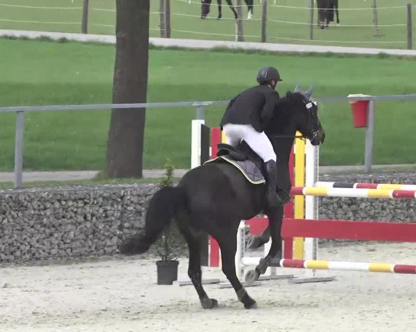 Frühjahrsturnier Ingolstadt Hagau 2017