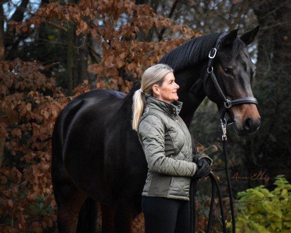 Zuchtstute Fine Sugar (Westfale, 2013, von For Romance I) Zuchtstute Fine Sugar (Westfale, 2013, von For Romance I)