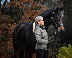 Zuchtstute Fine Sugar (Westfale, 2013, von For Romance I)