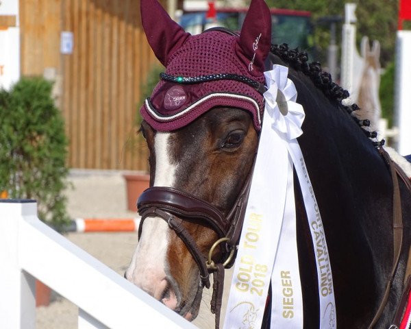 jumper Cape Carlo Sa CH (Swiss Warmblood, 2004, from Capecanaveral)