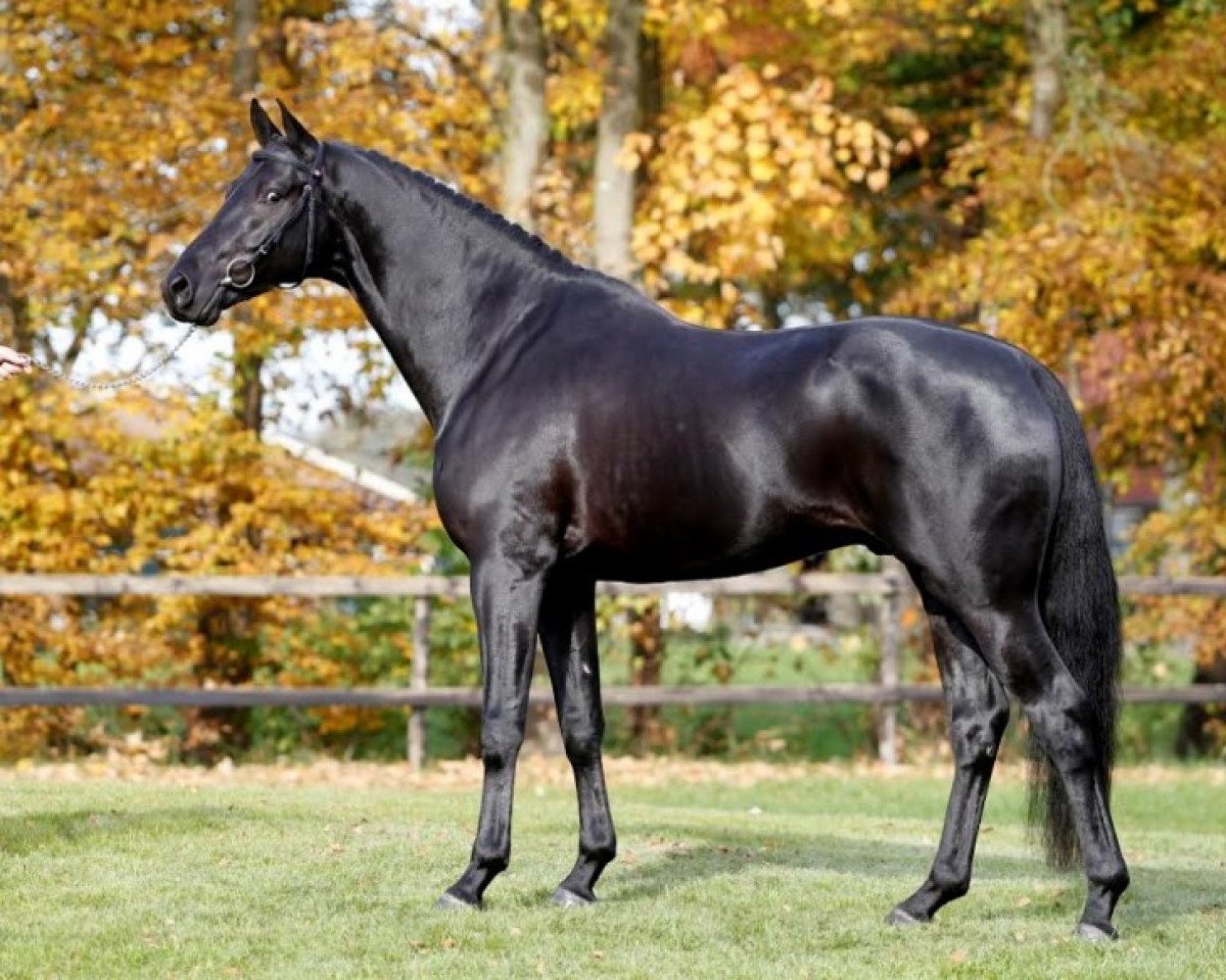 stallion Trafalgar (German Sport Horse, 2012, from Totilas)