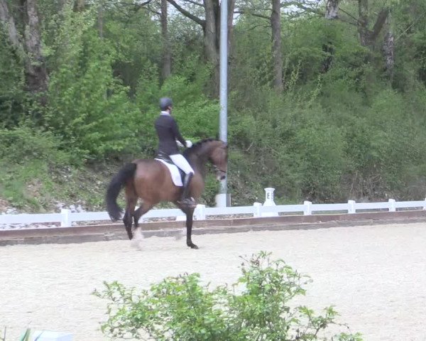 Reitturnier Mettmann - Reitanlage Löckenhoff 2017