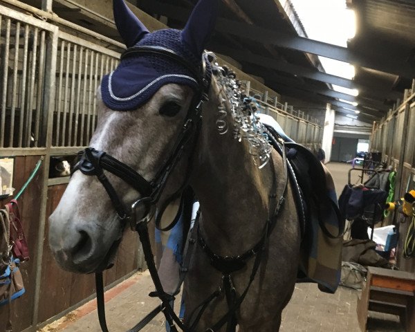 horse Cissi H (Westphalian, 2015, from Carambo van de Helle)
