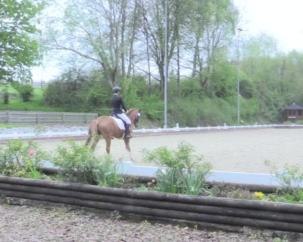 Reitturnier Mettmann - Reitanlage Löckenhoff 2017