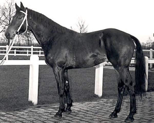 stallion Steinpilz van Hubertushoeve (Belgian Warmblood, 1972, from Alcanar xx)