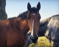 broodmare Corlady (Holsteiner, 2014, from Calinello)