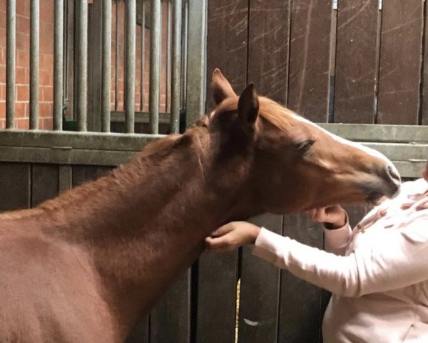 broodmare Spring Dance (German Riding Pony,  , from Dance Star AT NRW)