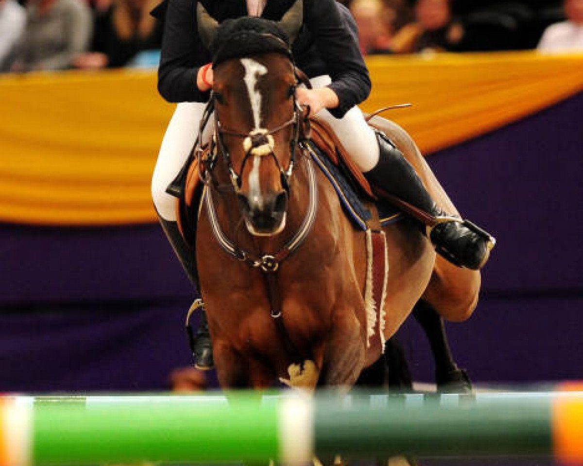 jumper Gemmaire Precious II (British Sport Horse, 2001, from Cobretti)