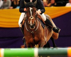 jumper Gemmaire Precious II (British Sport Horse, 2001, from Cobretti)