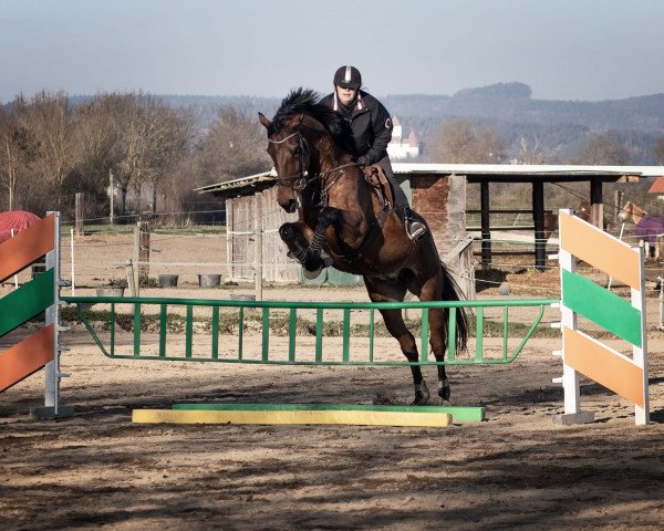 Springpferd Fidél (KWPN (Niederländisches Warmblut), 2010, von Zambesi TN)