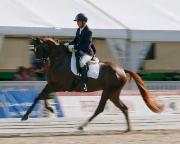 horse Liberty Island 4 (Hanoverian, 2015, from Livaldon)